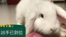 兔子研究吃瓜,揭示其营养与生态价值