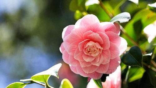 山茶吃瓜小说,一场穿越时空的甜蜜误会