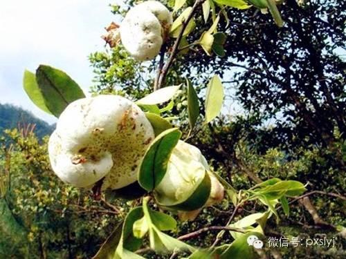 山茶吃瓜小说,一场穿越时空的甜蜜误会