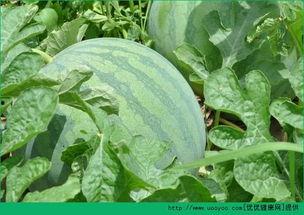 早上吃瓜中午吃瓜可以吗,健康饮食新主张