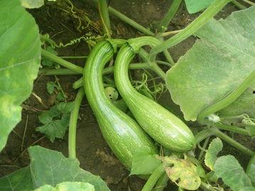 小嫩瓜可以吃吗,安全食用指南与注意事项