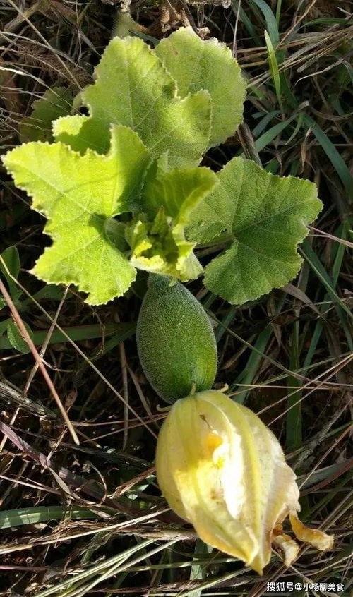 小嫩瓜可以吃吗,安全食用指南与注意事项