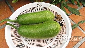 小嫩瓜可以吃吗,安全食用指南与注意事项