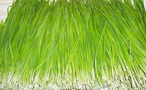 韭菜家族在线吃瓜,在线吃瓜,揭秘网络热点背后的故事