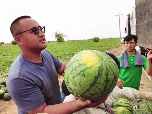 瓯海吃瓜新闻事件,一场引发全民热议的“瓜田风波”