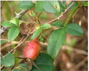 雪樱在线吃瓜,揭秘娱乐圈幕后风云