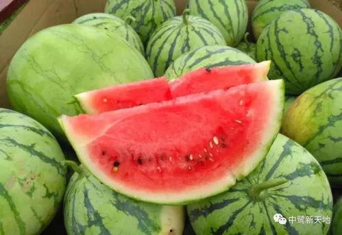 昨天吃瓜今天疫情,昨日瓜田笑谈,今日防疫同行