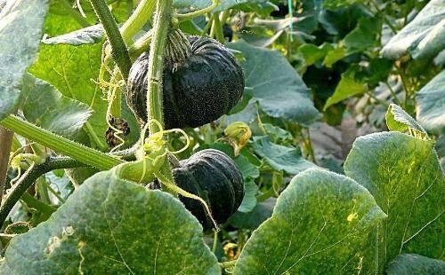 带你吃瓜植物,探寻“带你吃瓜”植物的神奇魅力