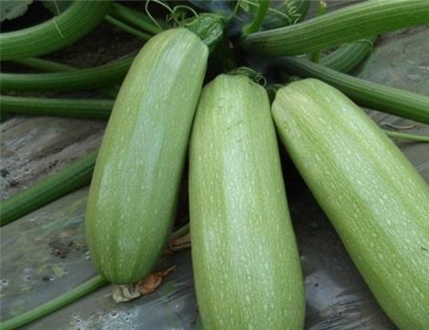 吃矮瓜有什么作用,健康饮食新选择