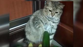 小猫小猫吃瓜,揭秘小猫吃瓜的趣味瞬间