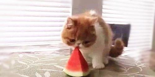 小猫小猫吃瓜,揭秘小猫吃瓜的趣味瞬间